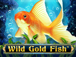 Wild Gold Fish